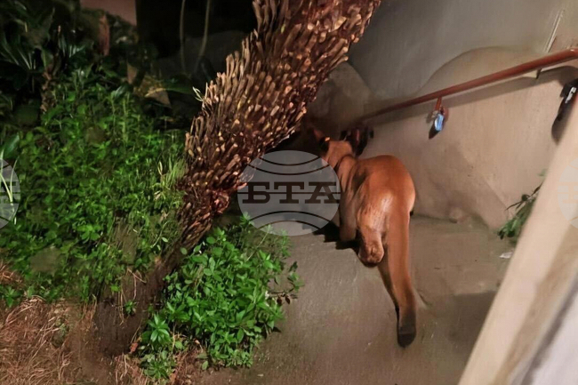 CORRECTION San Francisco Mountain Lion