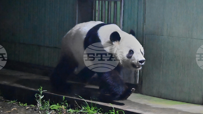 Родените в Япония панди близнаци Сяо Сяо и Лей Лей бяха посрещнати в Китай