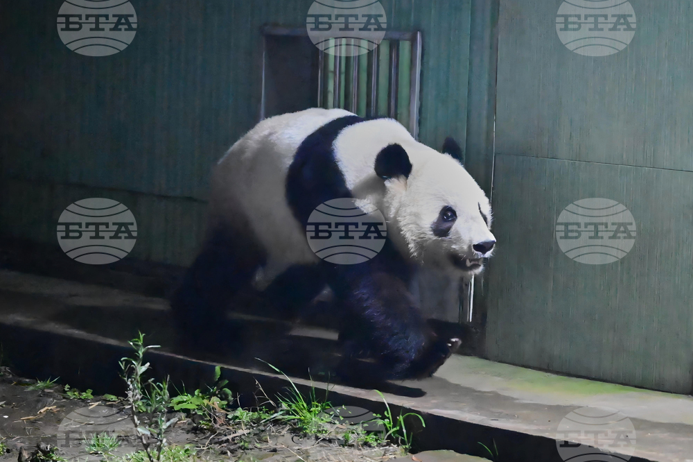 Родените в Япония панди близнаци Сяо Сяо и Лей Лей бяха посрещнати в Китай