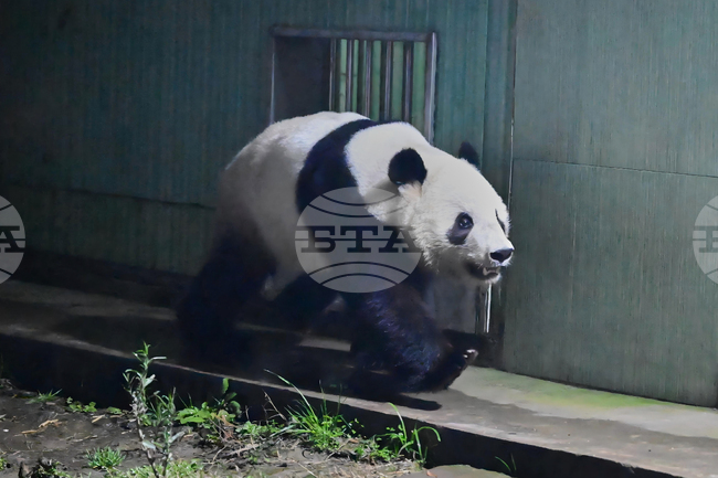 Родените в Япония панди близнаци Сяо Сяо и Лей Лей бяха посрещнати в Китай