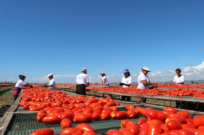 АТА: Износът на селскостопански продукти води в търговския стокообмен на Албания със Северна Македония