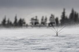 Витоша - зима - силен вятър