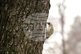 Борисова градина - зелен кълвач