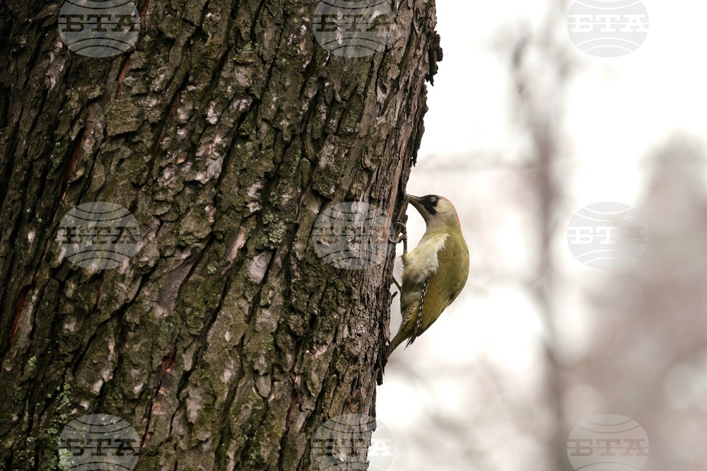 Борисова градина - зелен кълвач