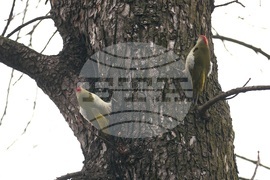 Борисова градина - зелен кълвач