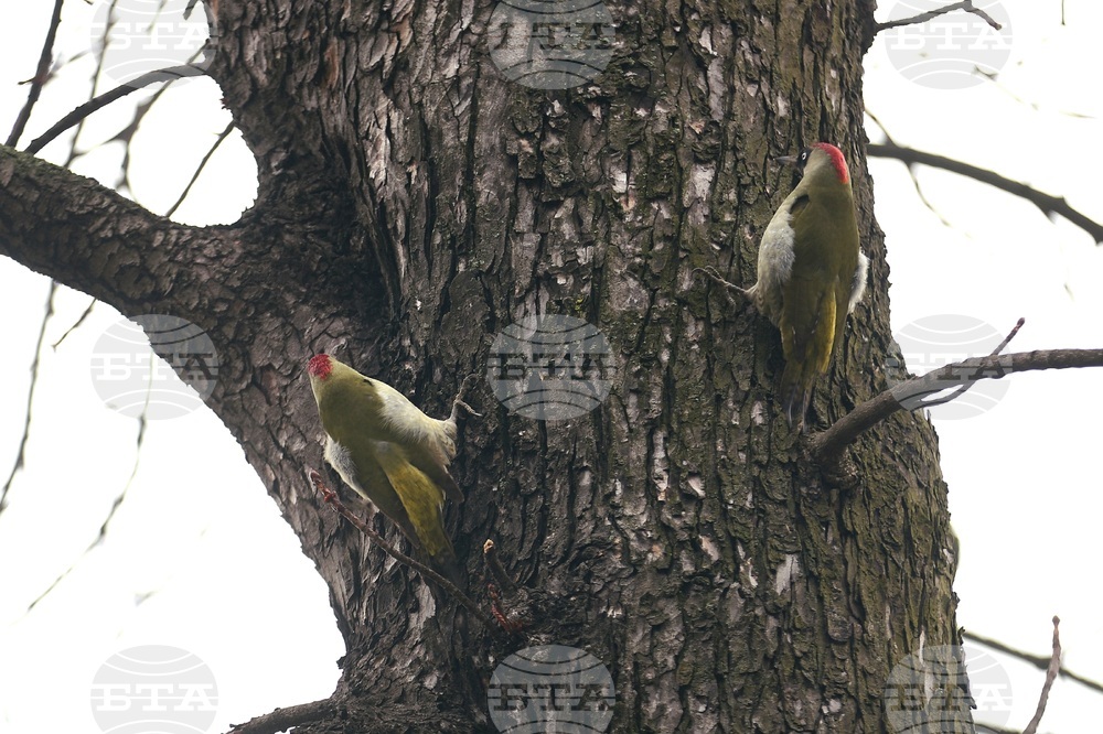 Борисова градина - зелен кълвач