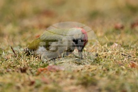 Борисова градина - зелен кълвач