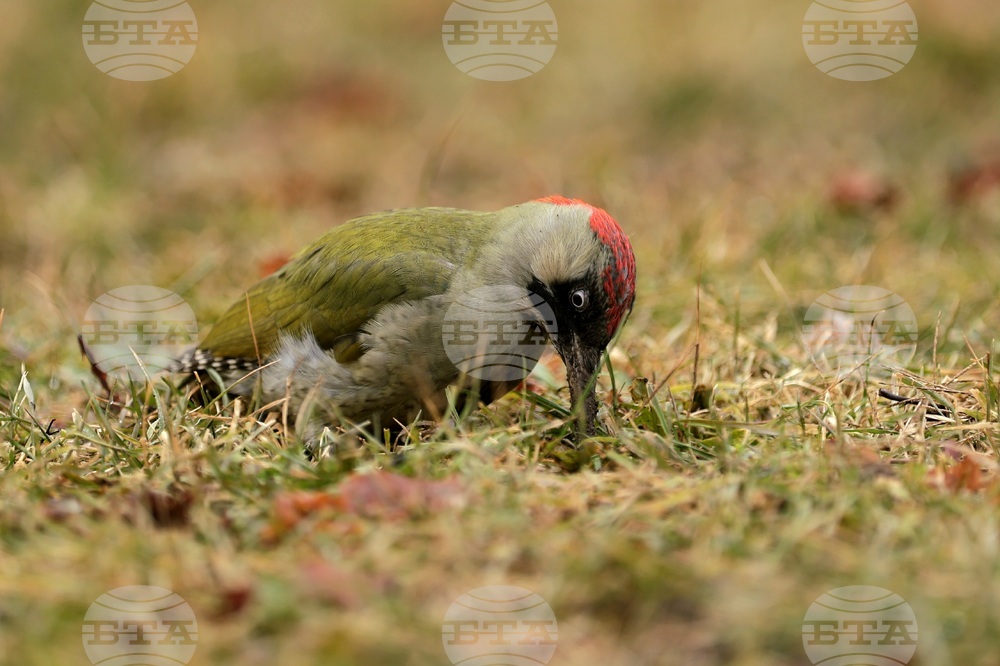 Борисова градина - зелен кълвач