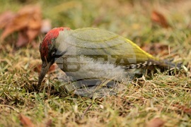 Борисова градина - зелен кълвач