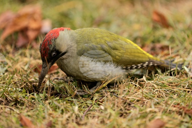 Борисова градина - зелен кълвач