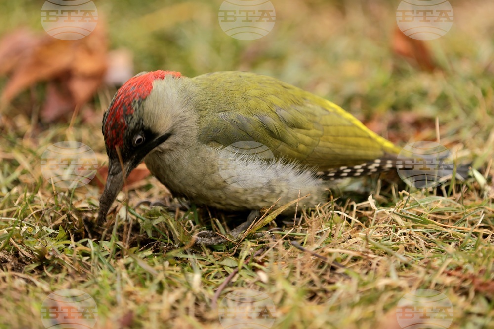 Борисова градина - зелен кълвач