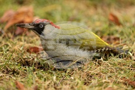 Борисова градина - зелен кълвач