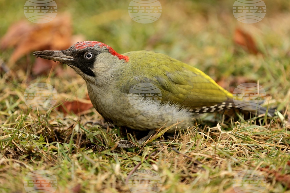 Борисова градина - зелен кълвач