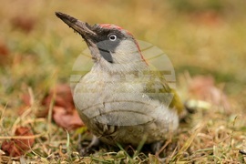 Борисова градина - зелен кълвач