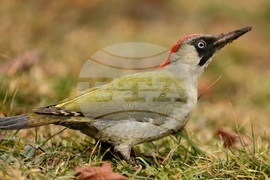 Борисова градина - зелен кълвач