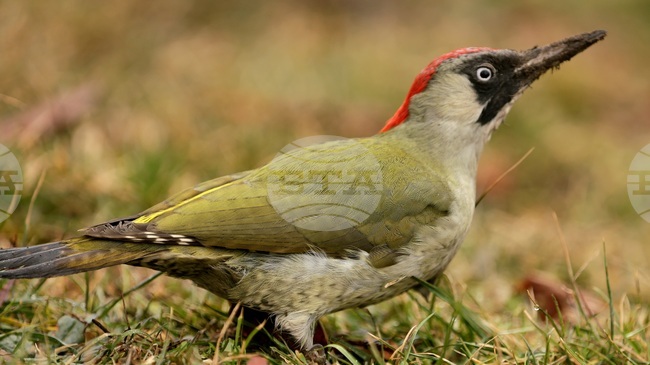 Proposal Approved to Declare New Protected Area "Rainovska Gora"