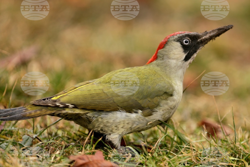 Proposal Approved to Declare New Protected Area "Rainovska Gora"