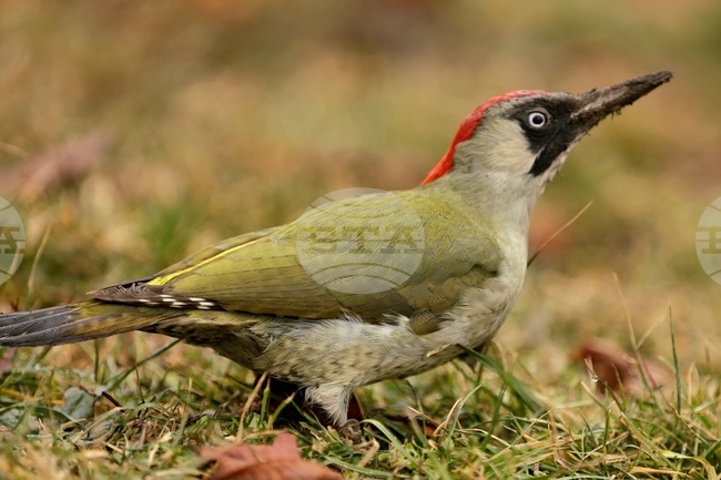 Proposal Approved to Declare New Protected Area "Rainovska Gora"