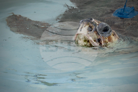 Sea Turtle Release