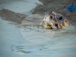 Sea Turtle Release