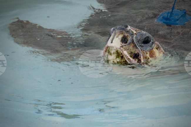 Sea Turtle Release