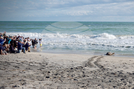 Sea Turtle Release