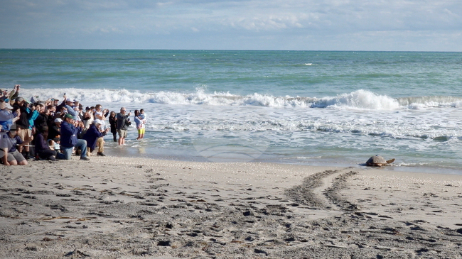 Морска костенурка, оцеляла при нападение на акула, се завърна в океана след месеци на рехабилитация