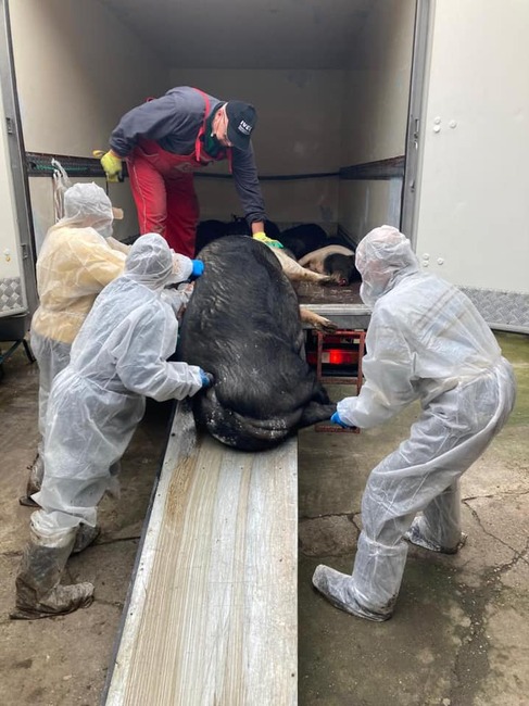 Близо 6000 прасета са умъртвени в свинеферма в Западна Румъния заради огнище на африканска чума по свинете