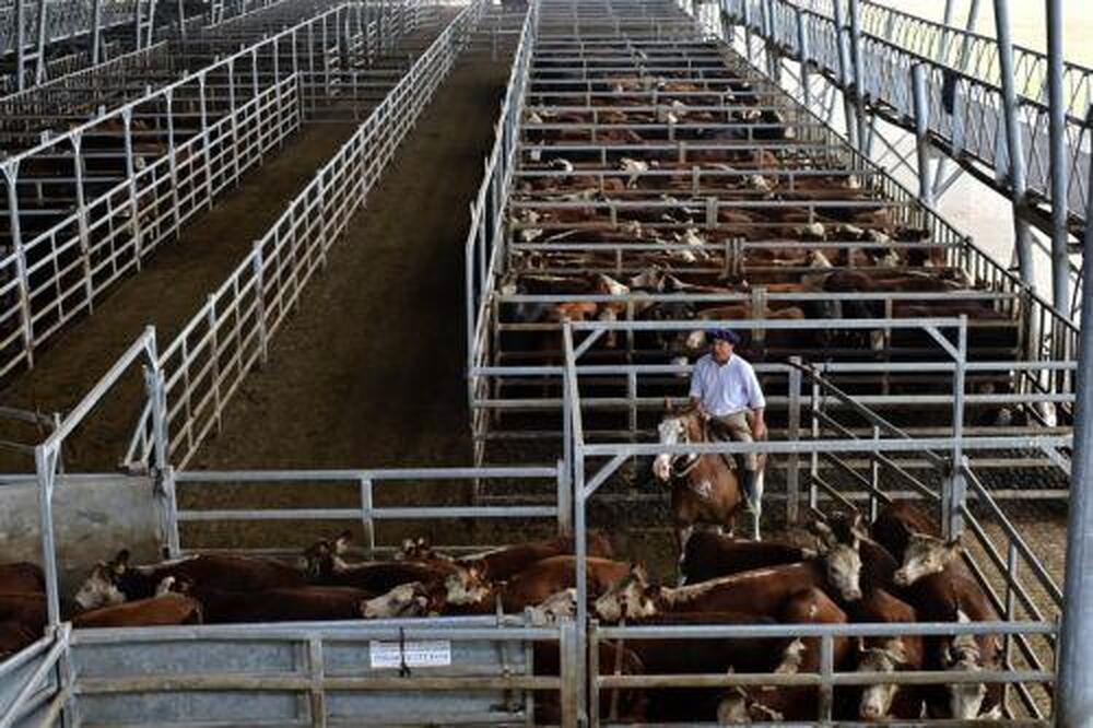 КНА: Проучване на Кипърския институт предупреждава за рисковете пред животновъдството заради изменението на климата