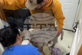 Winter Weather-Cold Calf