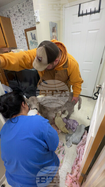 Winter Weather-Cold Calf