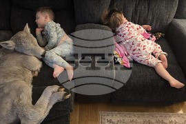 Winter Weather-Cold Calf