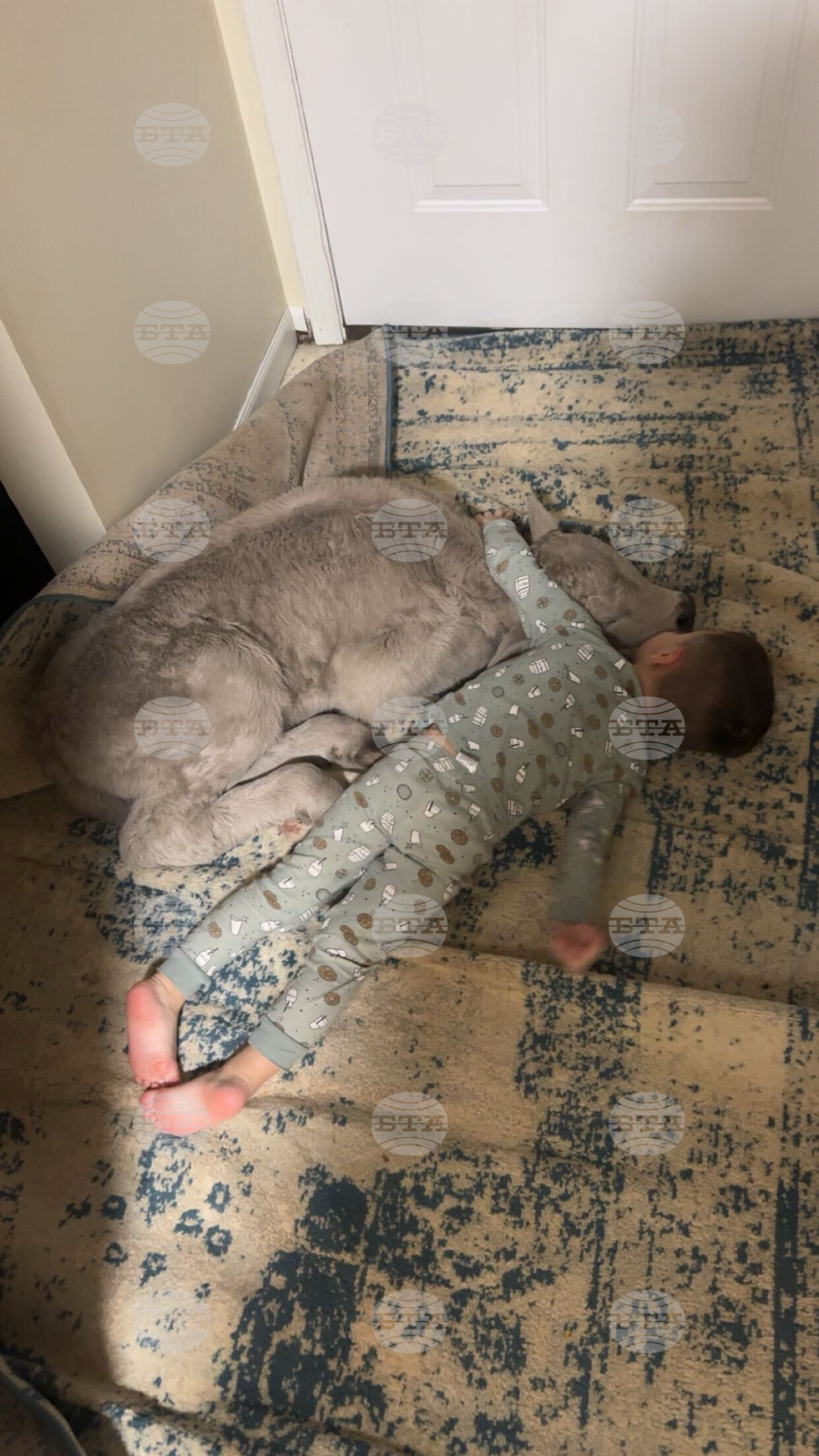 Winter Weather-Cold Calf