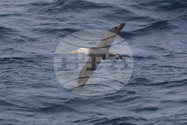 California Rare Bird