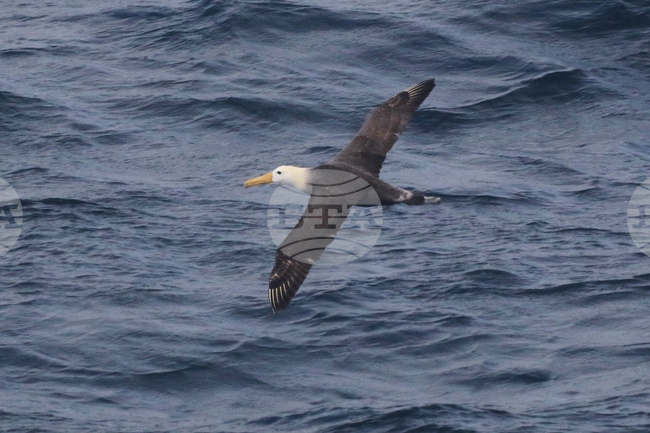 California Rare Bird