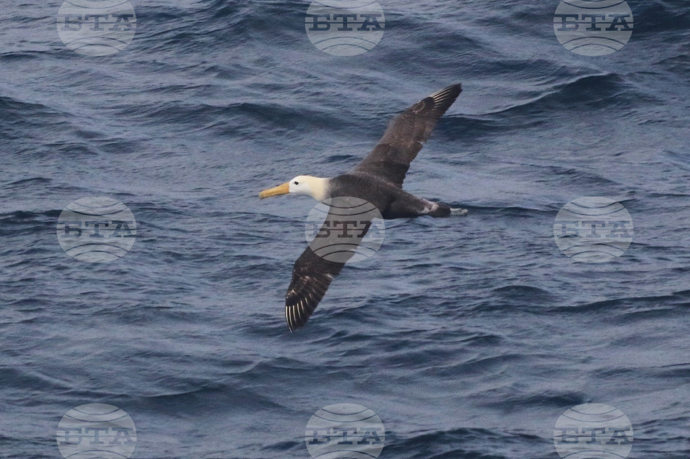 California Rare Bird