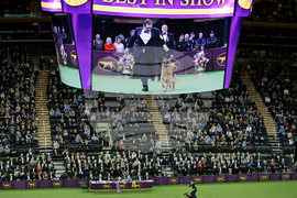 Westminster Dog Show-150th