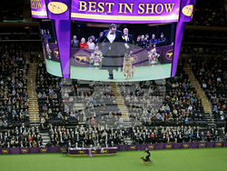 Westminster Dog Show-150th
