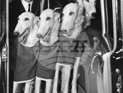 Westminster Dog Show-150th