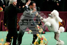 Westminster Dog Show-150th