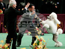 Westminster Dog Show-150th