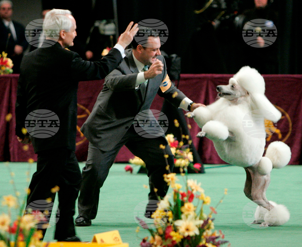Westminster Dog Show-150th