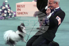 Westminster Dog Show-150th