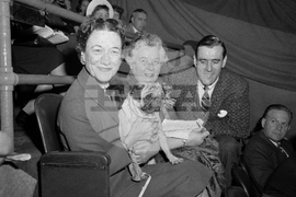 Westminster Dog Show-150th