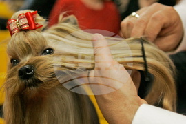 Westminster Dog Show-150th