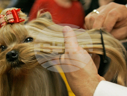 Westminster Dog Show-150th