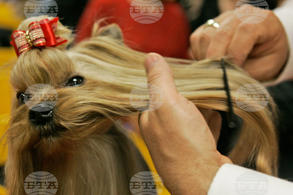 Westminster Dog Show-150th