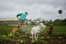Cuba Self Sufficient