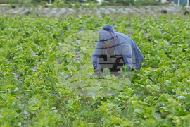 Winter Weather Frozen Florida