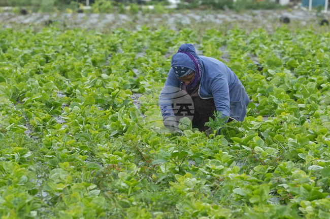 Winter Weather Frozen Florida
